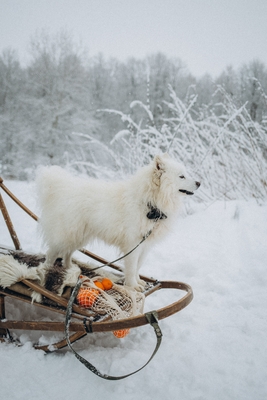 Познавательно-развлекательные экскурсии, аренда монгольской юрты и финского гриль-домика, катание на снегоходах и многое другое в «Хаски блюз» со скидкой до 50%!