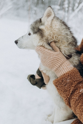 Познавательно-развлекательные экскурсии, аренда монгольской юрты и финского гриль-домика, катание на снегоходах и многое другое в «Хаски блюз» со скидкой до 50%!