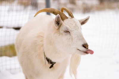 Познавательно-развлекательные экскурсии, аренда монгольской юрты и финского гриль-домика, катание на снегоходах и многое другое в «Хаски блюз» со скидкой до 50%!