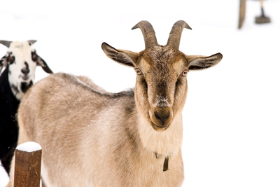 Познавательно-развлекательные экскурсии, аренда монгольской юрты и финского гриль-домика, катание на снегоходах и многое другое в «Хаски блюз» со скидкой до 50%!