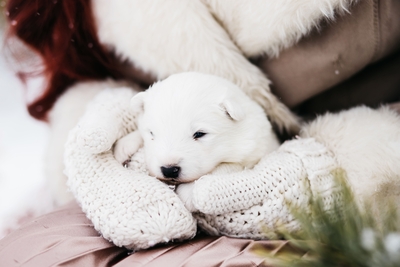 Познавательно-развлекательные экскурсии, аренда монгольской юрты и финского гриль-домика, катание на снегоходах и многое другое в «Хаски блюз» со скидкой до 50%!