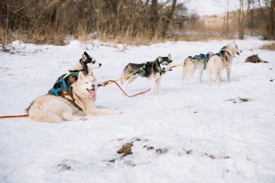 Познавательно-развлекательные экскурсии, аренда монгольской юрты и финского гриль-домика, катание на снегоходах и многое другое в «Хаски блюз» со скидкой до 50%!