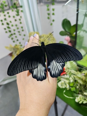 Выставка тропических бабочек и авторские мастер‑классы со скидкой до 28%