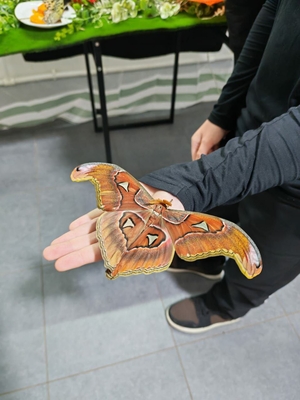 Выставка тропических бабочек и авторские мастер‑классы со скидкой до 28%