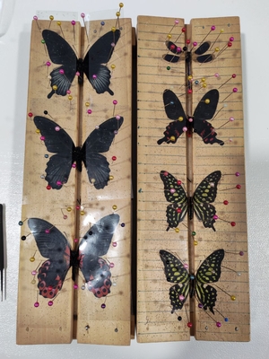 Выставка тропических бабочек и авторские мастер‑классы со скидкой до 28%