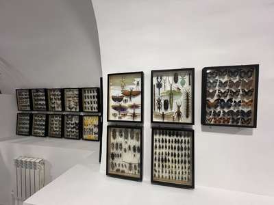 Выставка тропических бабочек и авторские мастер‑классы со скидкой до 28%